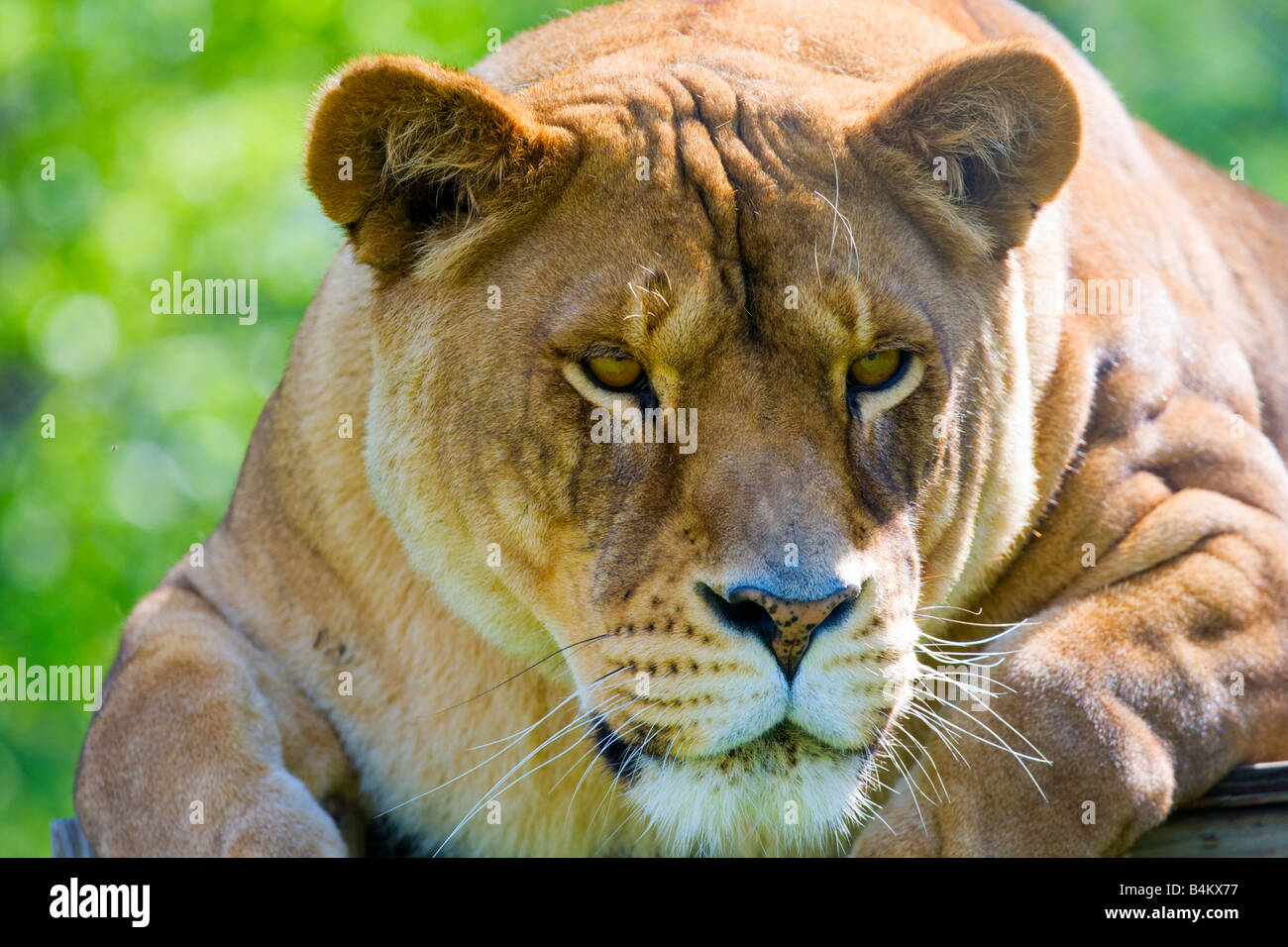 Lion Foto Stock