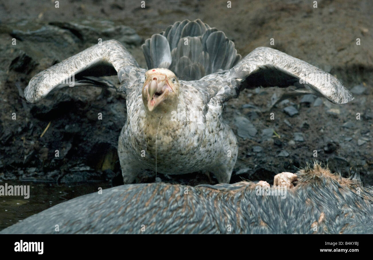 Il gigante del sud Petrel (Macronectes giganteus) alimentazione sulla pelliccia sigillo carcassa, Isola Georgia del Sud, Sud Atlantico Foto Stock