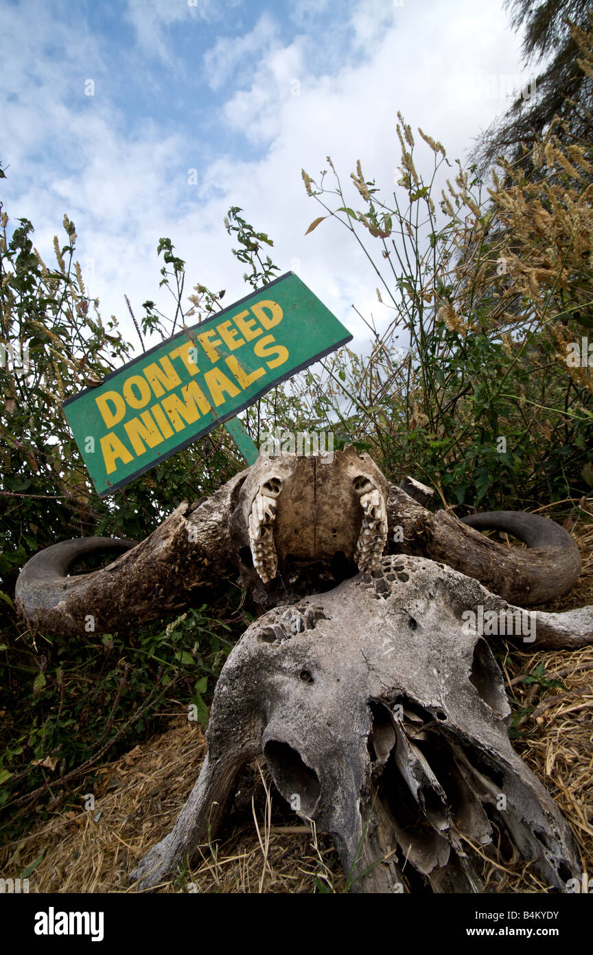 Dont l' alimentazione di animali segno nel cratere di Ngorongoro teschi di morti gnu Africa Tanzania Foto Stock