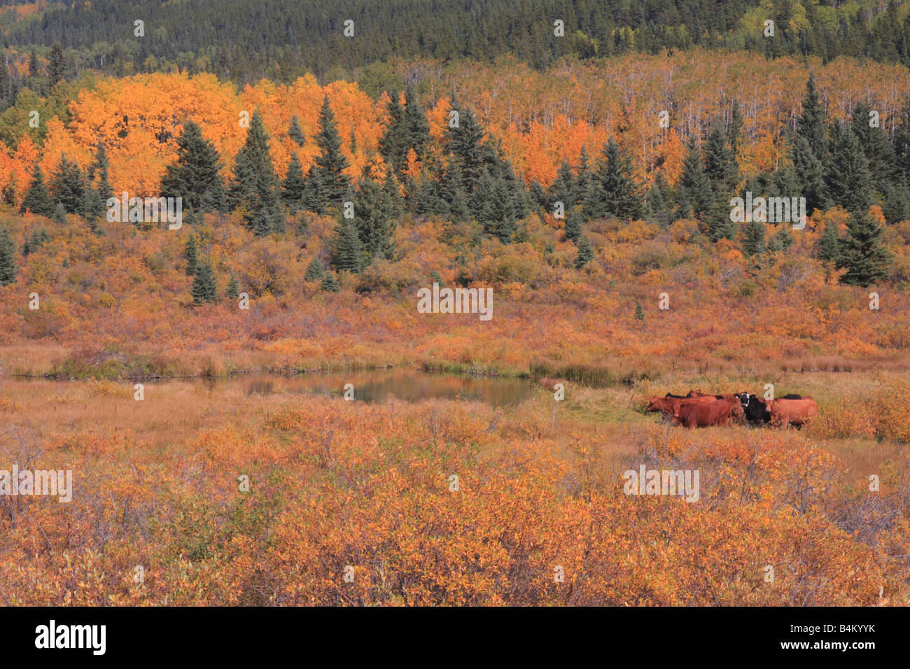 Erbivori nel paese di Kananaskis, Alberta Foto Stock