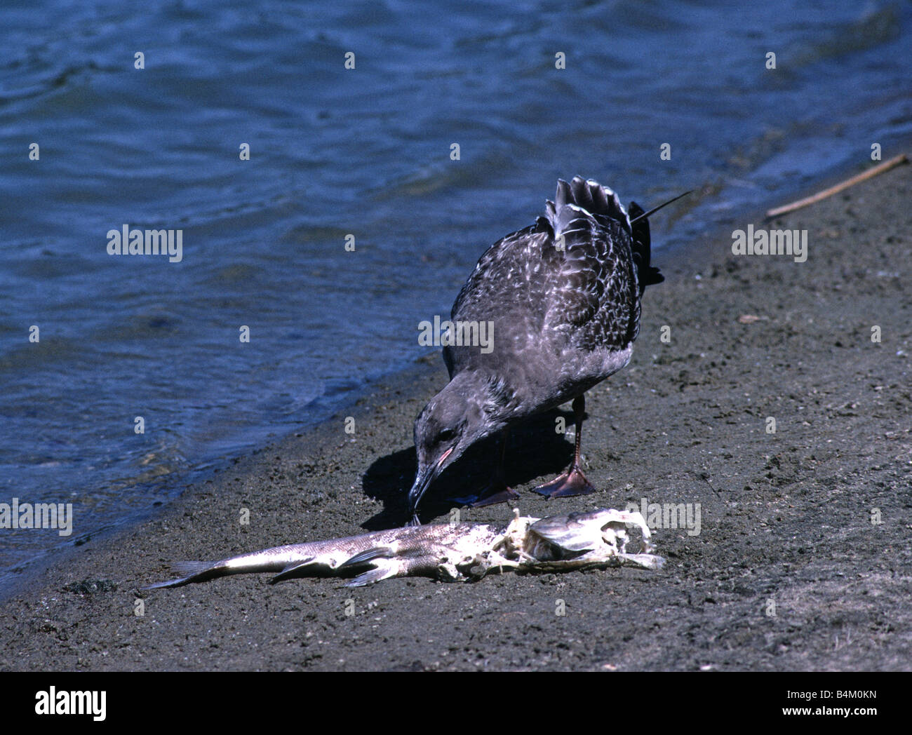 Gull si nutre di pesci morti in un lago in San Francisco California USA Foto Stock