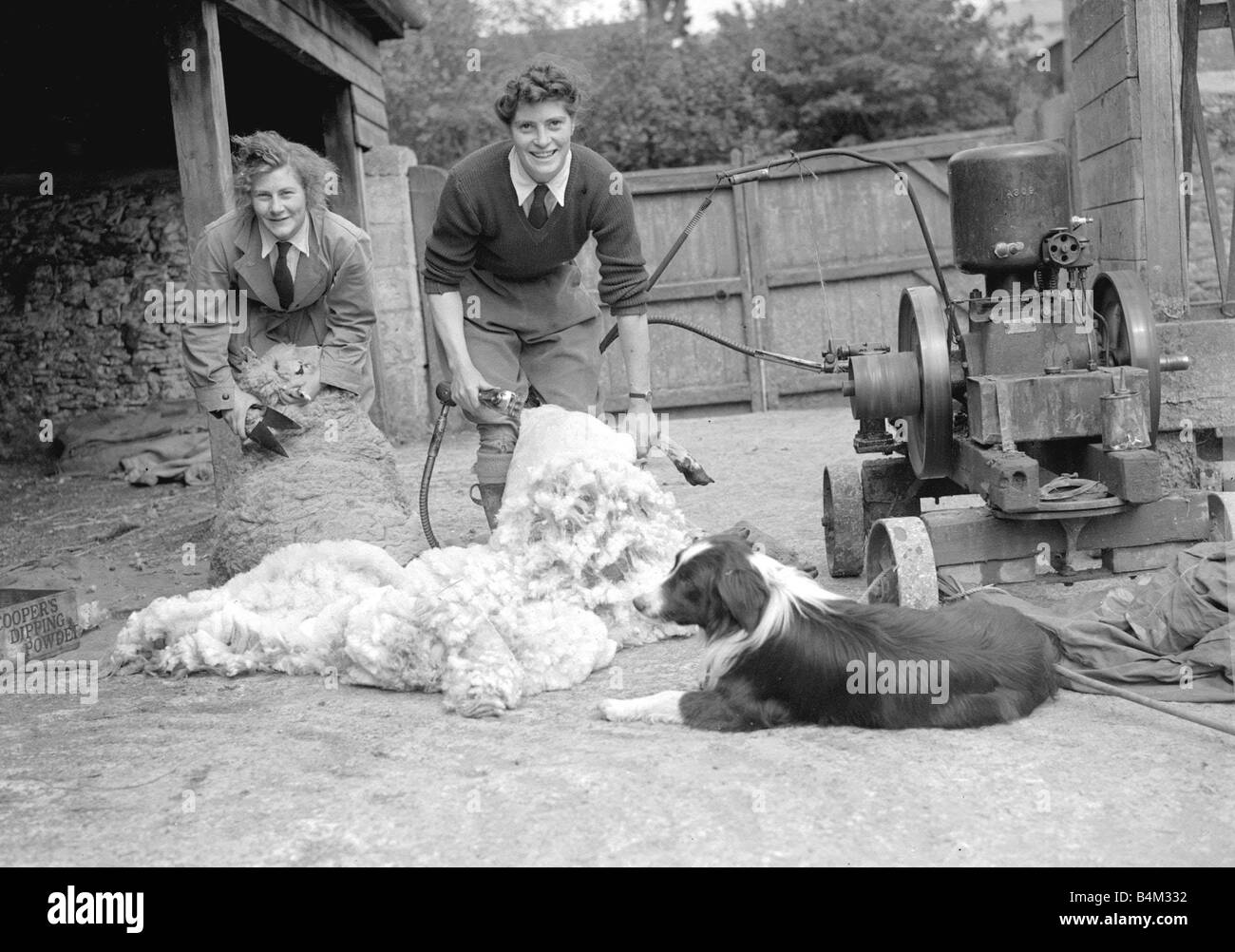 Le ragazze di terra tosatura delle pecore in Hyde Park Londra Animal Sheep Dog Border Collie lana bestiame di allevamento circa 1940 WW2 Home Front Foto Stock