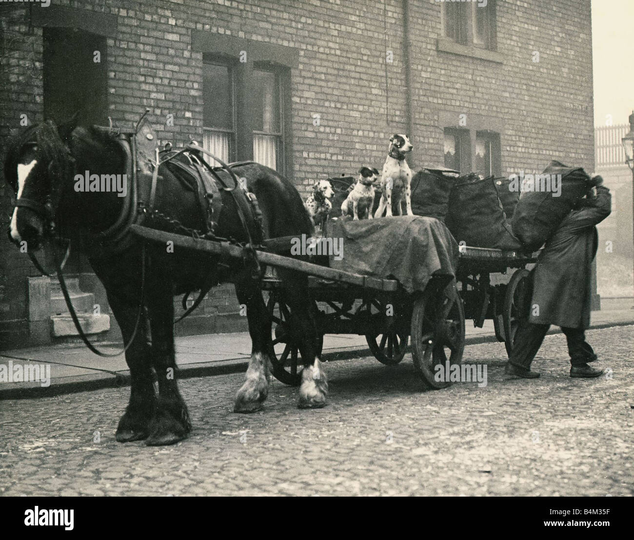 Thomas Newton ottiene i suoi cani a guardia del suo prezioso carico di carbone dopo la mancanza durante il tempo di guerra il carbone vale più dell'oro cani dalmati cavallo e carrello porta a porta deliveryman Newcastle East End baraccopoli alloggiamento scena di strada strade in ciottoli ciottoli post guerra scarsità Gennaio 1946 Mirrorpix AfairScenes Foto Stock