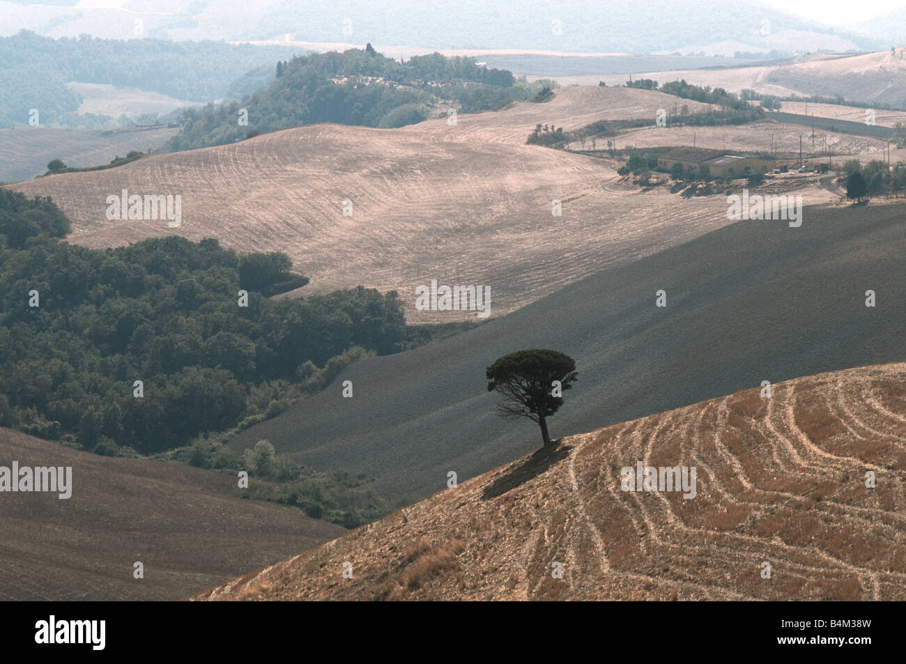 Lone Tree sorge su terreni collinari vicino a Volterra in Toscana Italia Foto Stock