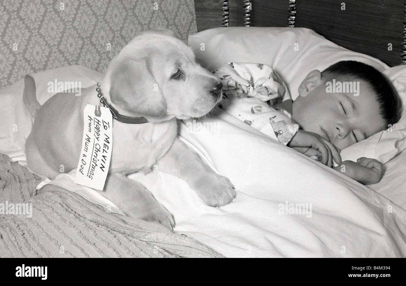 Un Cucciolo è per la vita non solo per il Natale Quando quattro anni Perkins Melvin di carshalton Surrey si sveglia troverà un sogno Foto Stock