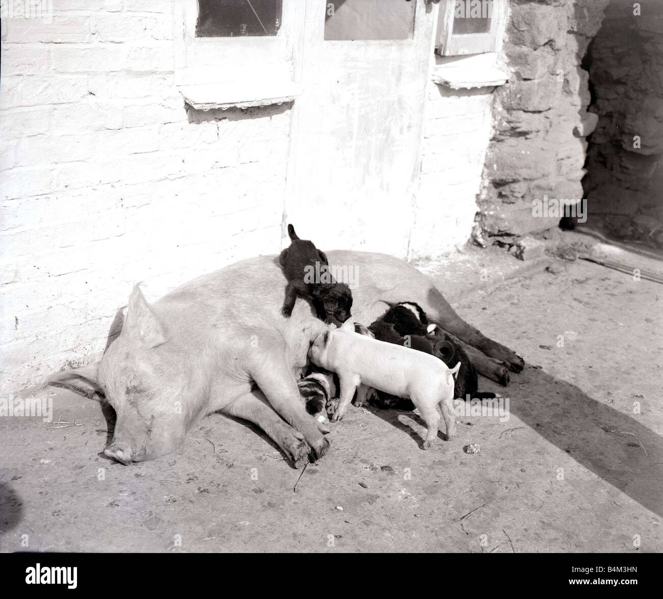 Maiale adotta cuccioli madre di maiale e maialino con baby suini cani cane cucciolo animale alimentazione amicizia Lauder 17 09 1956 Settembre 1956 1950 1956 1542 4 Daily Herald copyright Foto stock - Alamy