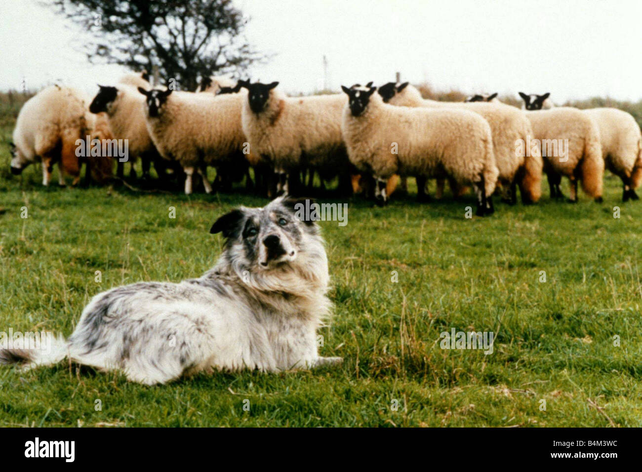 Sheepdog cieco Chaz dai sordi e ciechi animali caratteristica 21 11 1995 pecore cane cani campo campagna Fattoria animali da lavoro 19 Foto Stock