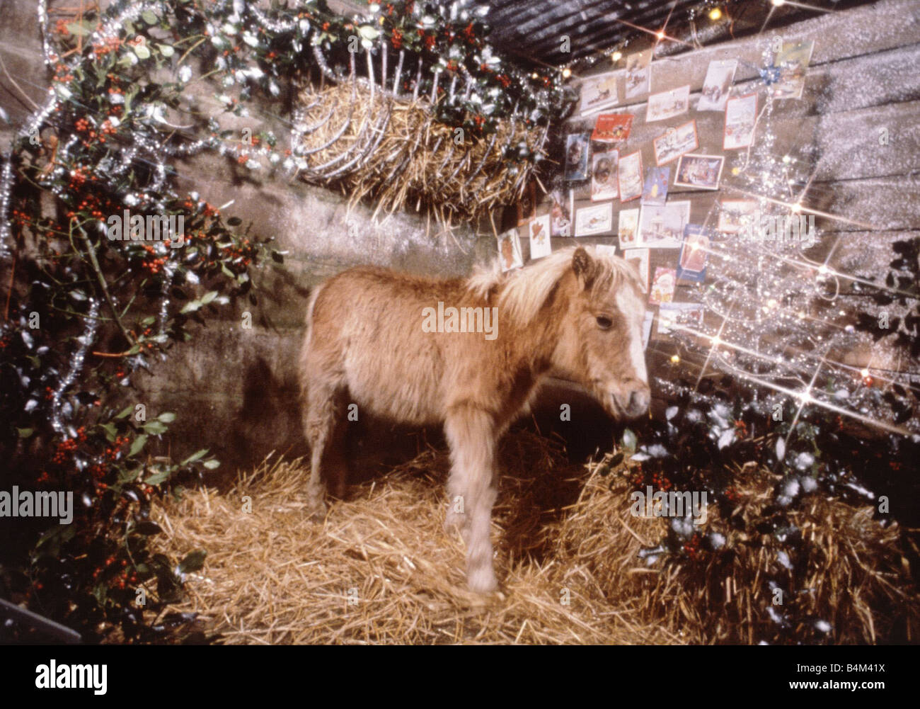 Sunday Mirror pony Lucky raffigurato in un Natale impostazione stabile Dicembre 1982 animali animali cavallo natività festa delle luci dei festival Foto Stock