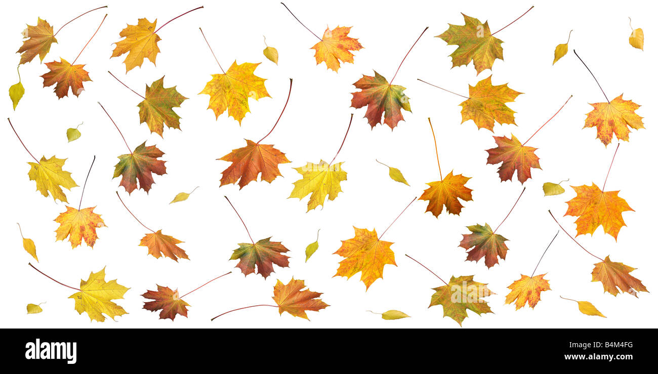 Un sacco di colori d'autunno acero e Betulla foglie set isolato su bianco (autunno sfondo con proporzioni dei lati 2 e 1) Foto Stock
