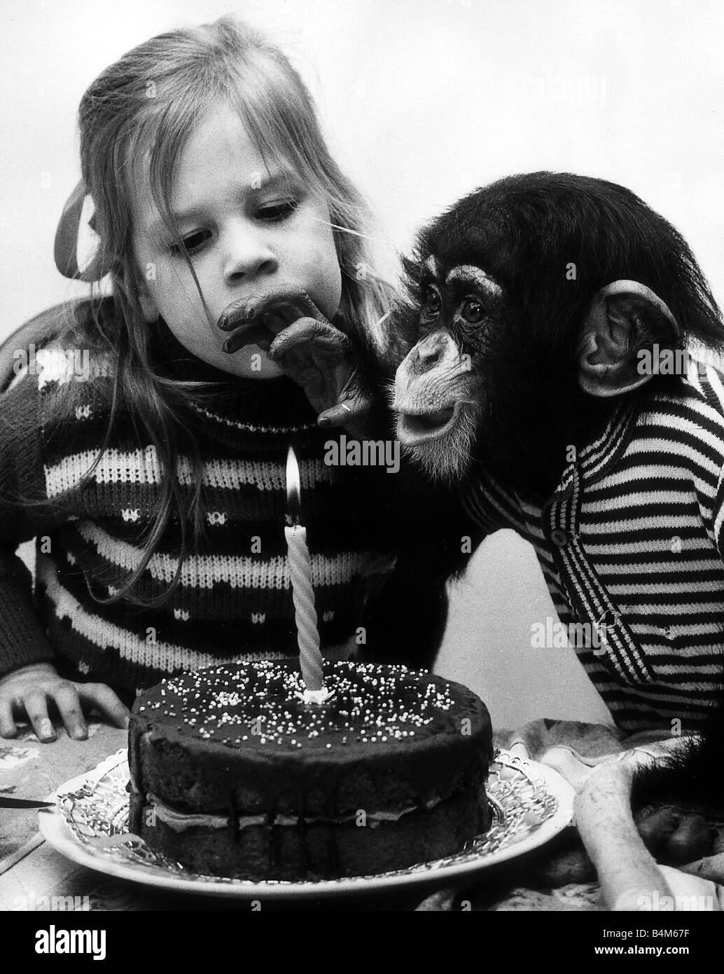 Susan Crawley e il suo animale domestico chimp Fred Gennaio 1975 Foto Stock