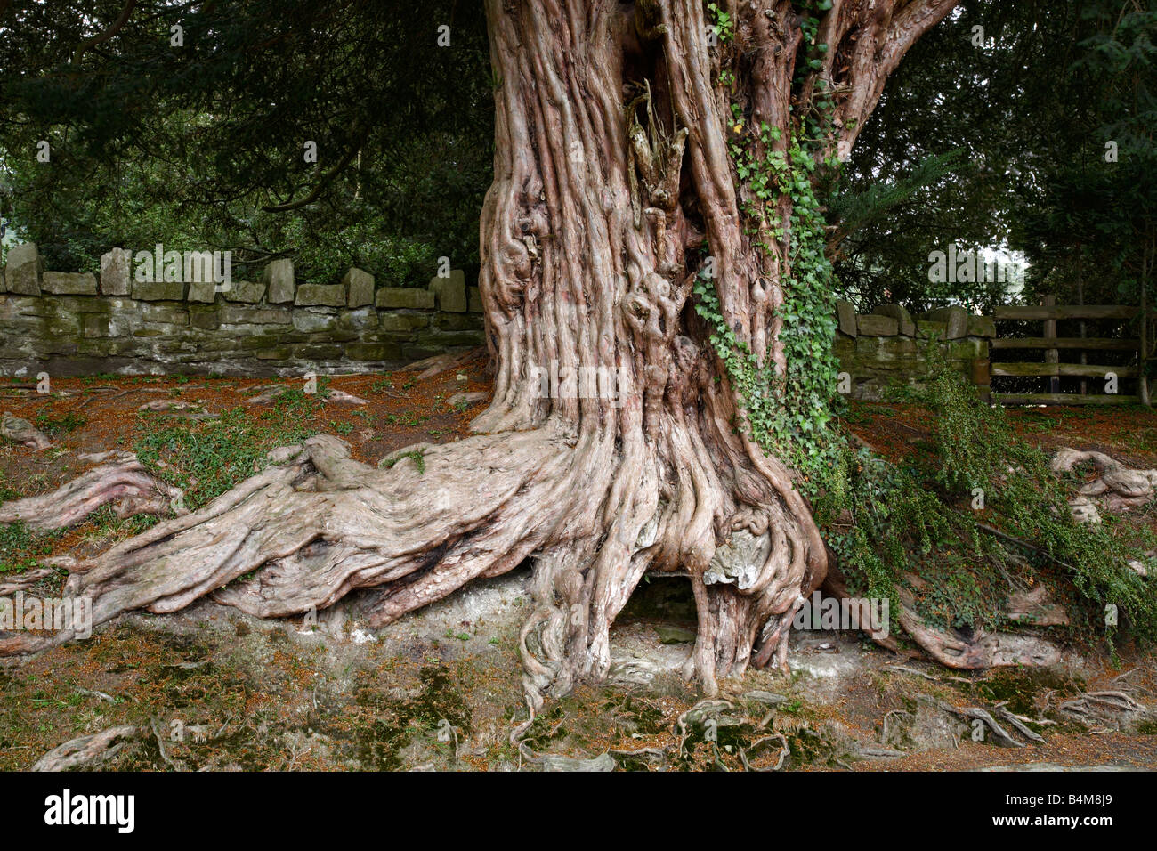 Antico albero di Yew, Herefordshire, England, Regno Unito Foto Stock
