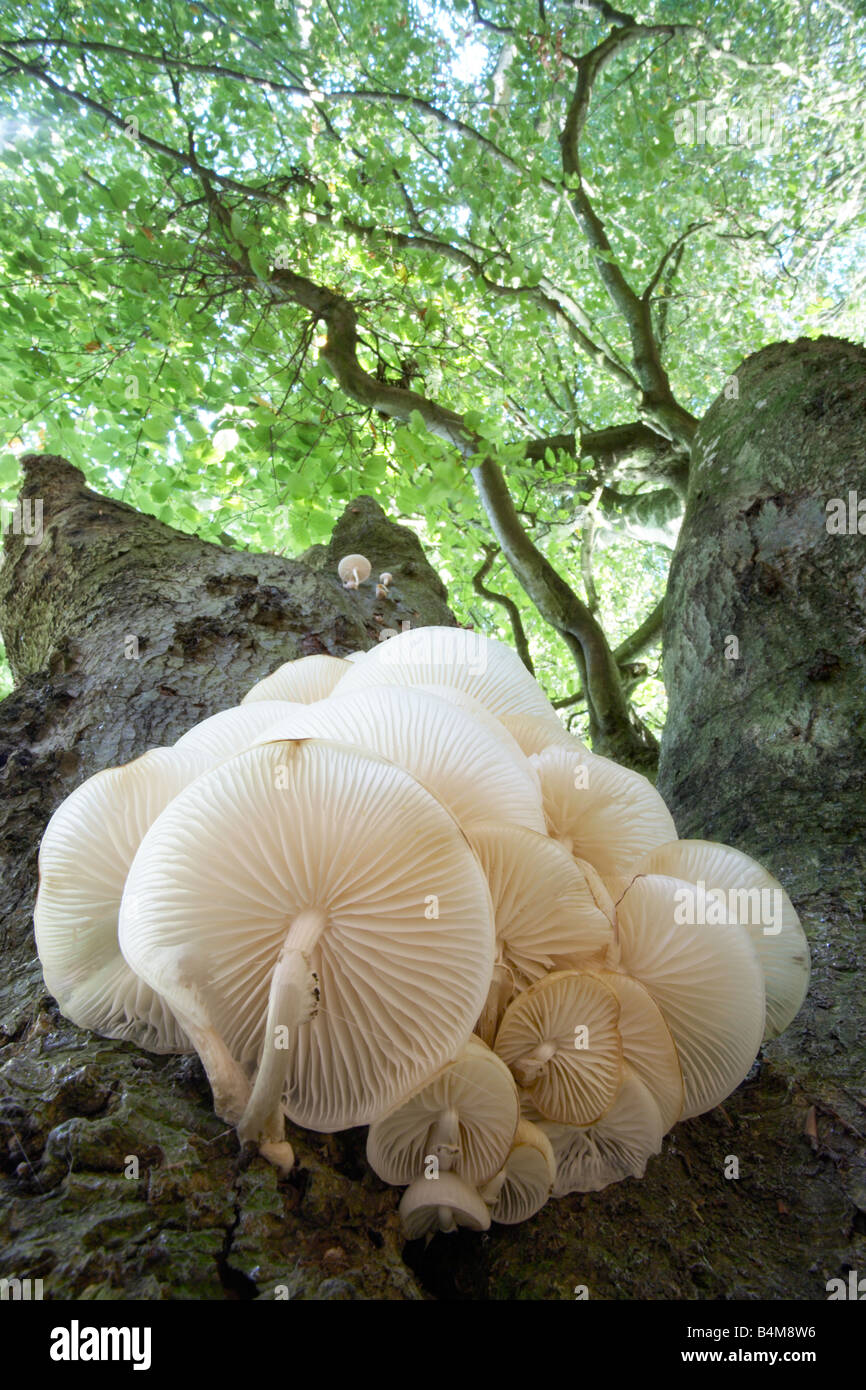 Funghi di porcellana "Oudemansiella mucida' trovato nel bosco vicino a Dorchester cittadina nella contea di Dorset England Regno Unito Foto Stock