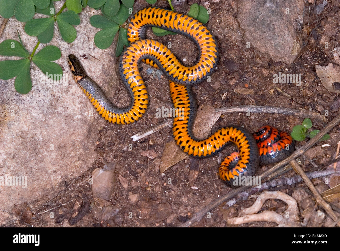 Anello serpente a collo alto Diadophis punctatus Foto Stock