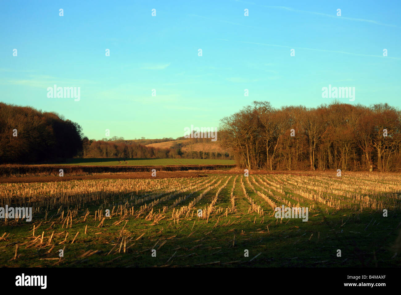 Inverno terreno coltivato con alberi e shaddows nella campagna di Kent vicino Brabourne fecce, Ashford, Kent, Englan Foto Stock
