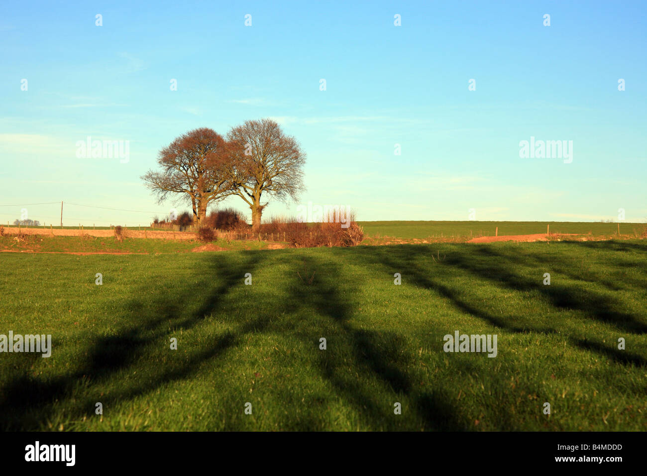 Terreno coltivato con alberi e shaddows nella campagna di Kent vicino Brabourne fecce, Ashford, Kent, Inghilterra Foto Stock
