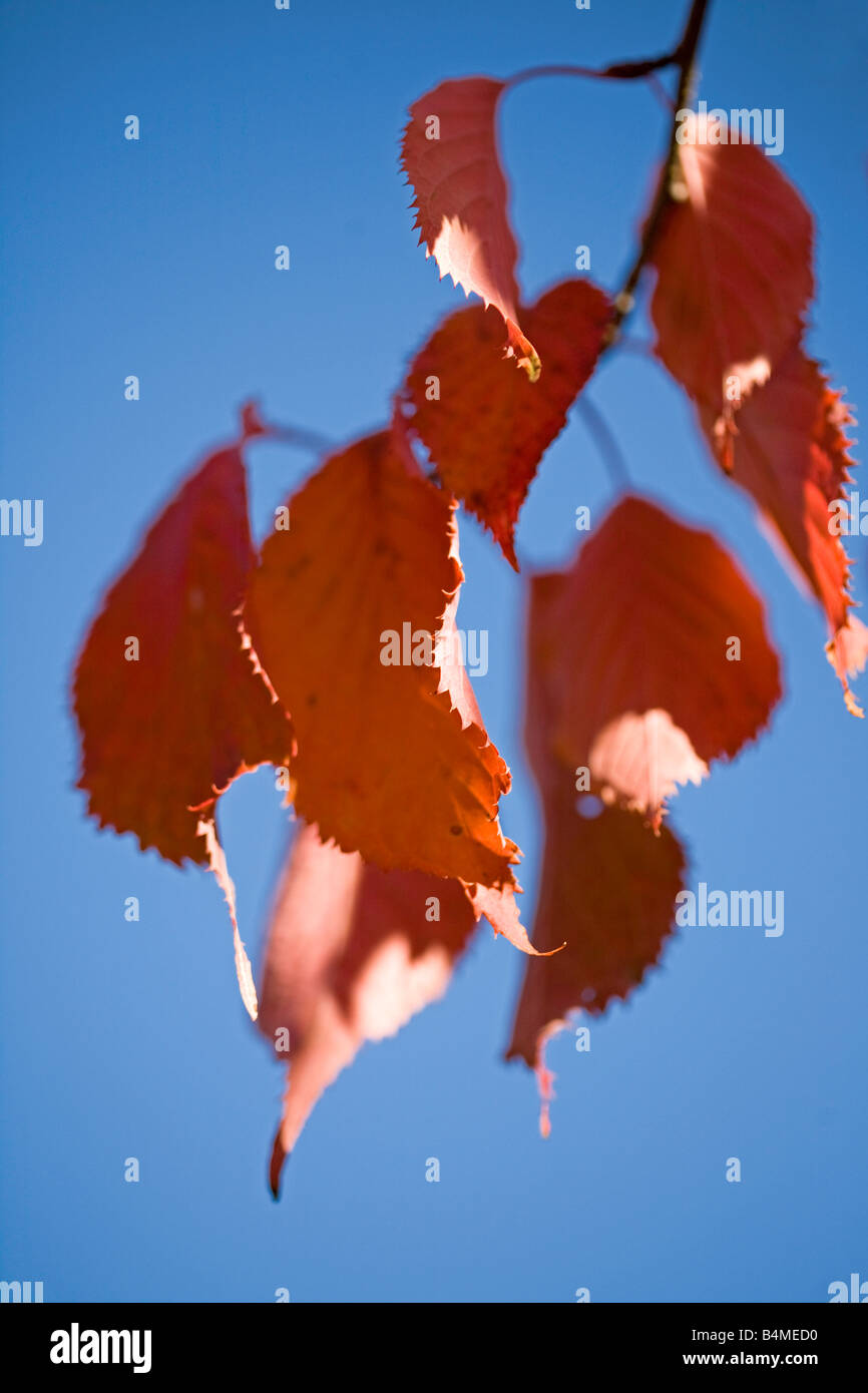 Colore di autunno - Prunus sargentii Foto Stock