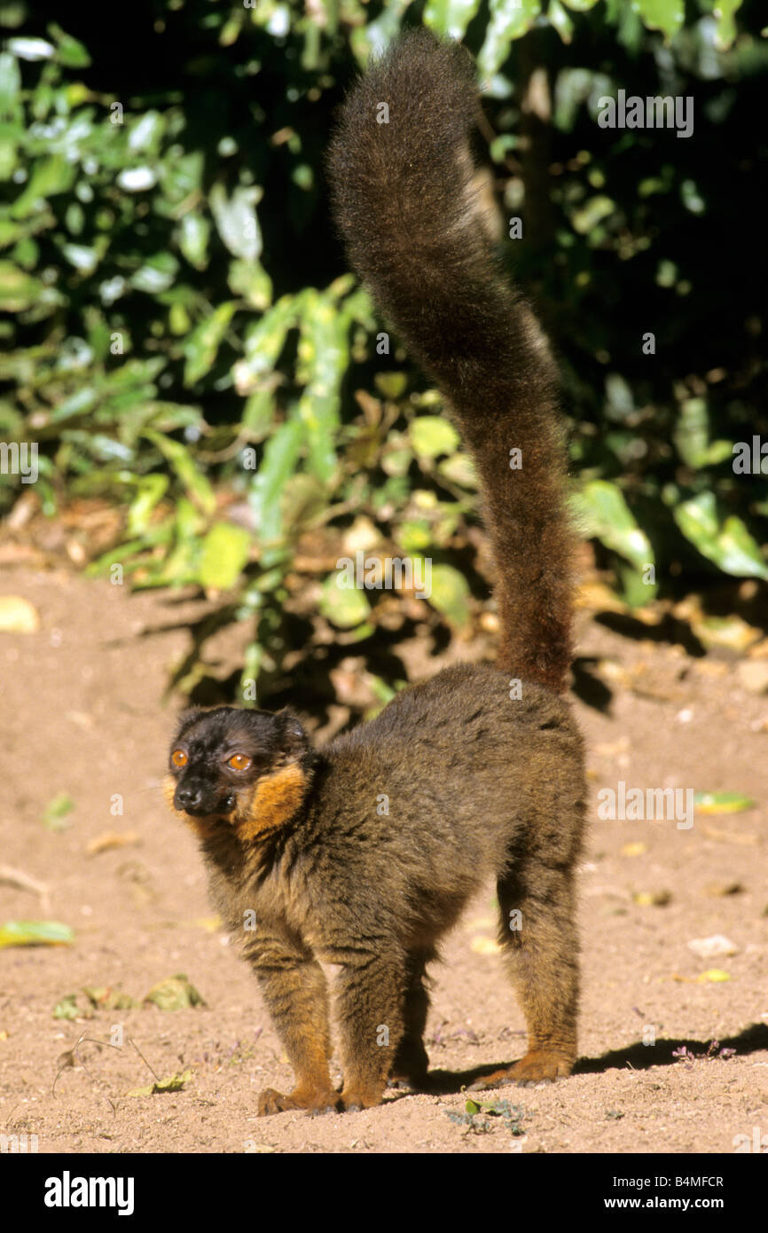 Comune lemure marrone (Eulemur fulvus, Lemur fulvus fulvus) Foto Stock