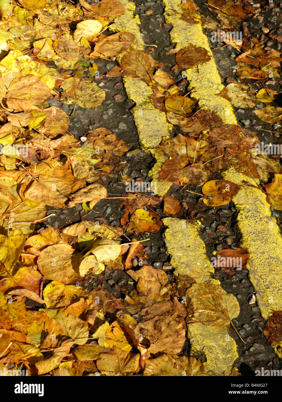 Doppio giallo linee stradali oscurato da foglie di autunno Foto Stock