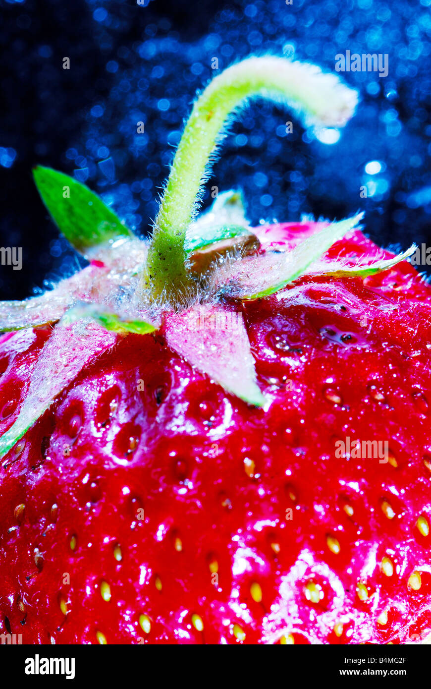 Fragole, privo di additivi chimici, nessun OGM, vegetale, persone, salute Foto Stock