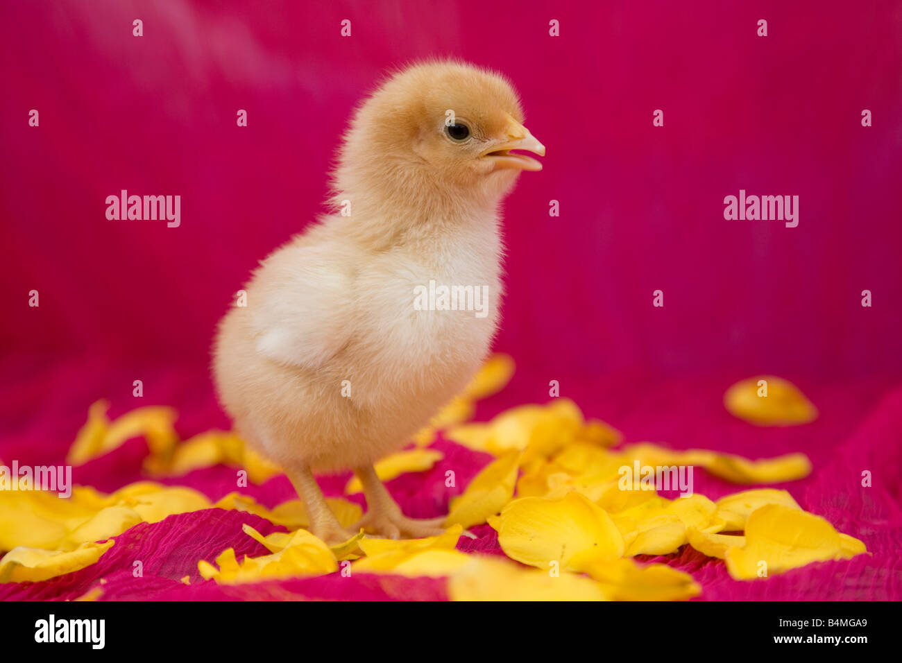 Chick in rosa sfondo rosa petali Foto Stock