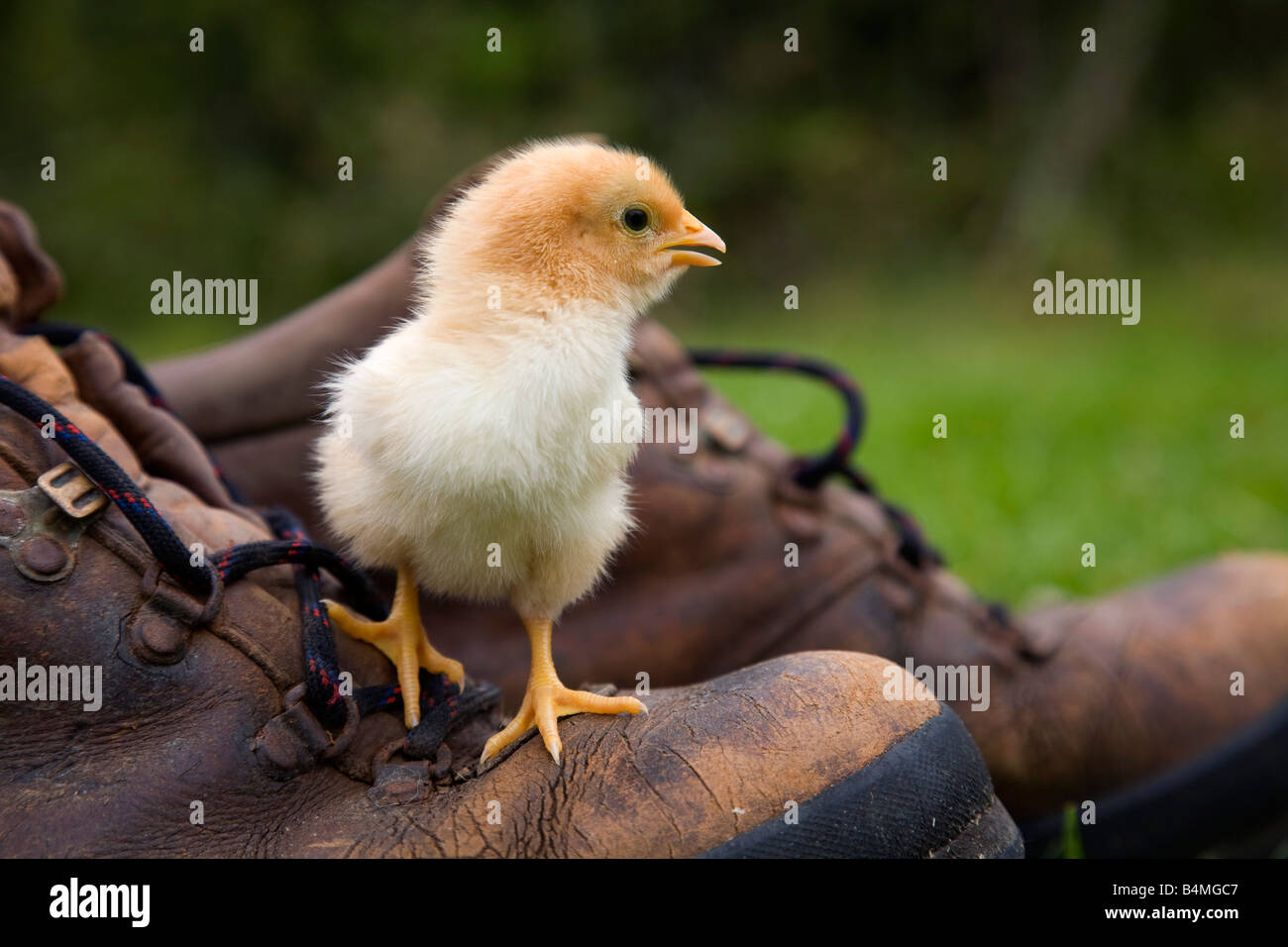 pulcino su un boot Foto Stock