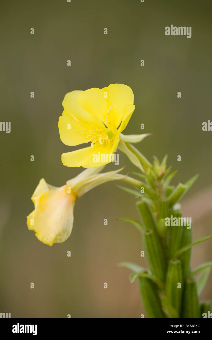Enotera Oenothera biennis Foto Stock