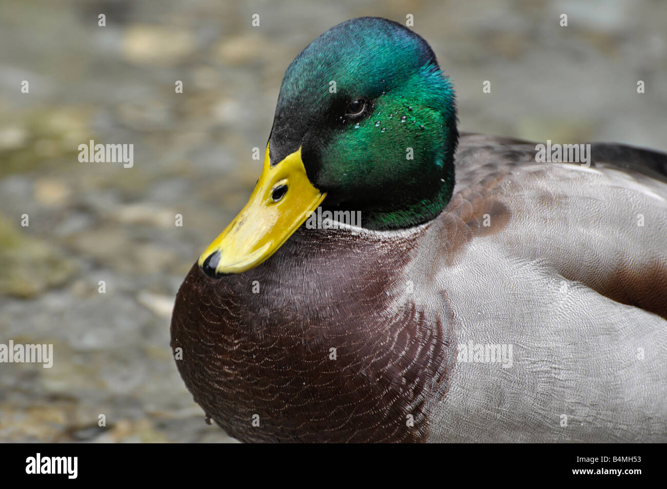 Drake Mallard Foto Stock