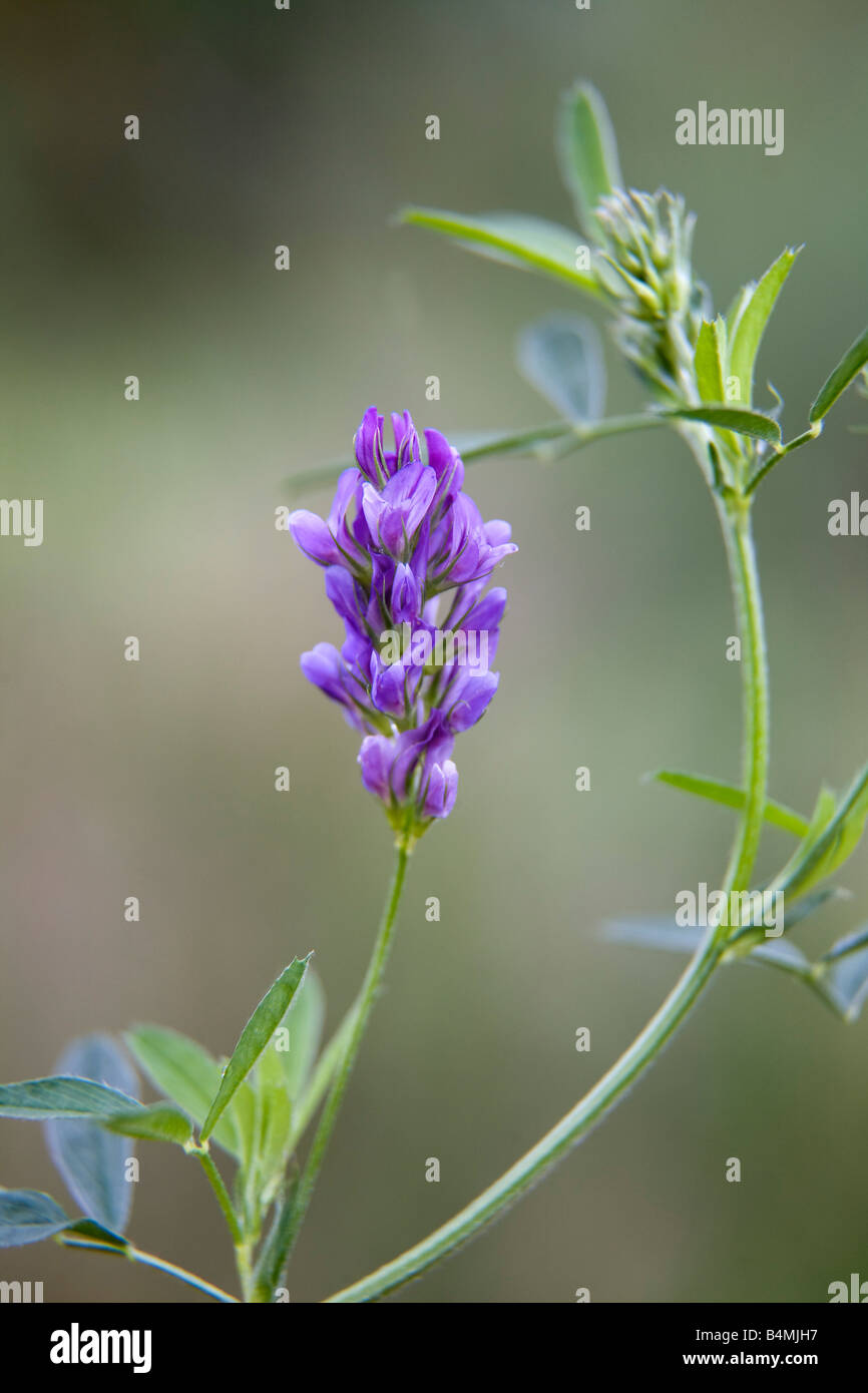 Lucerna Medicago sativa Foto Stock