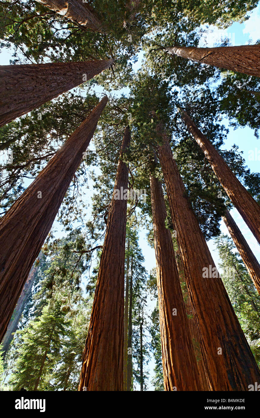 Un boschetto di sequoia gigante alberi di Sequoia National Park Foto Stock