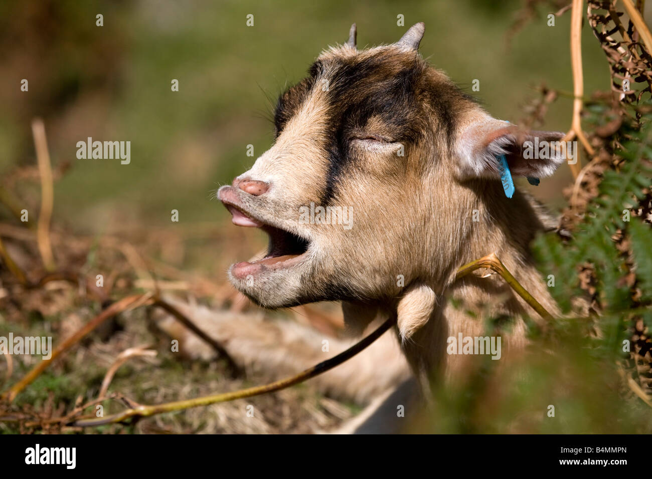 Pigmei chiamata capra Foto Stock