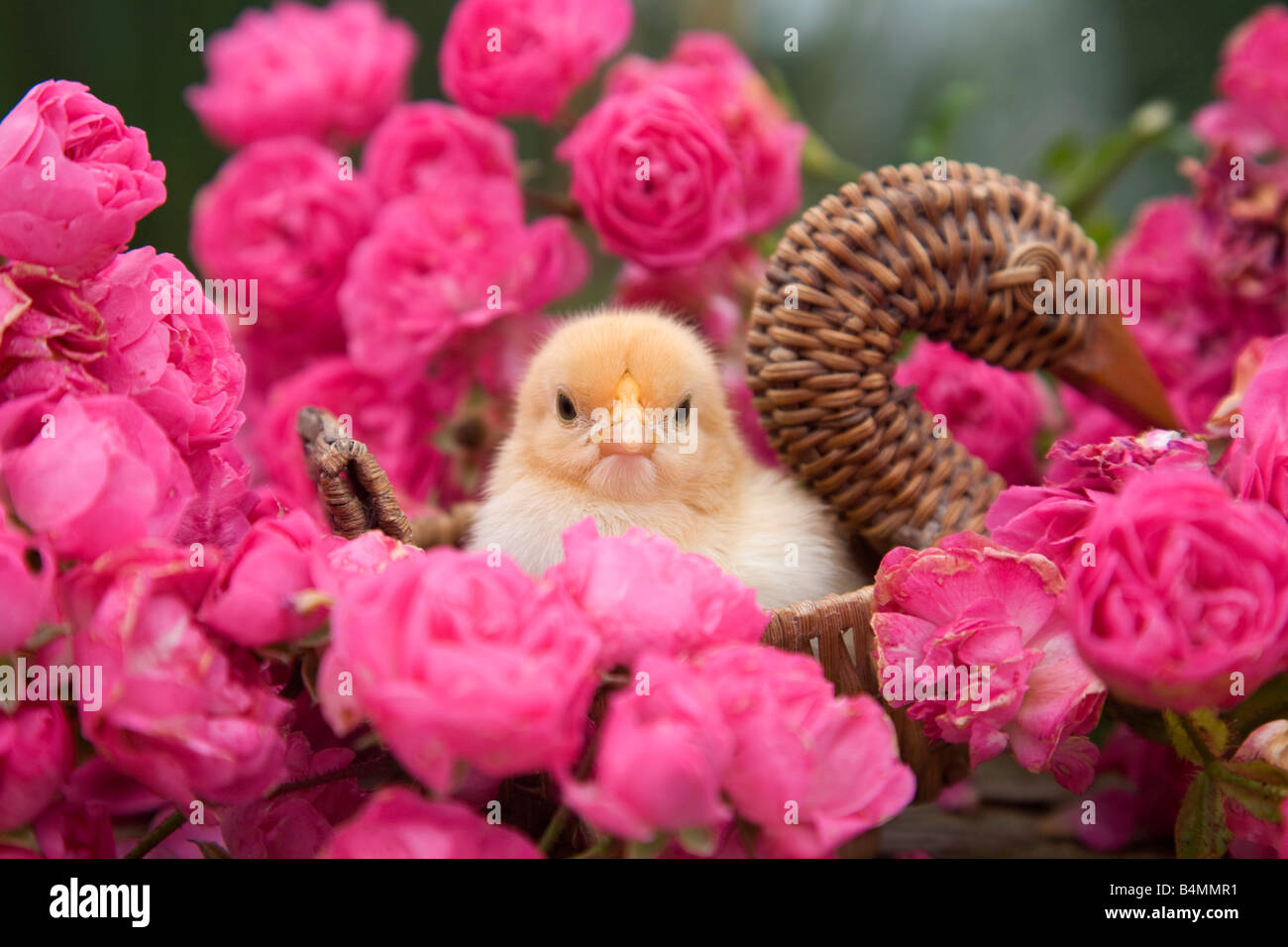 Pulcino giovane seduto in un cestello con le rose rosa Foto Stock