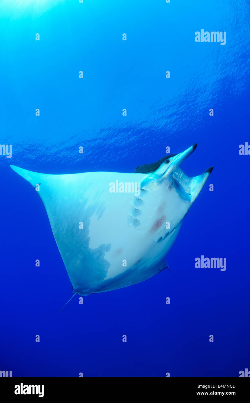 Diavolo ray Pesce diavolo Manta ray Mobula tarapacana, Azzorre Foto Stock