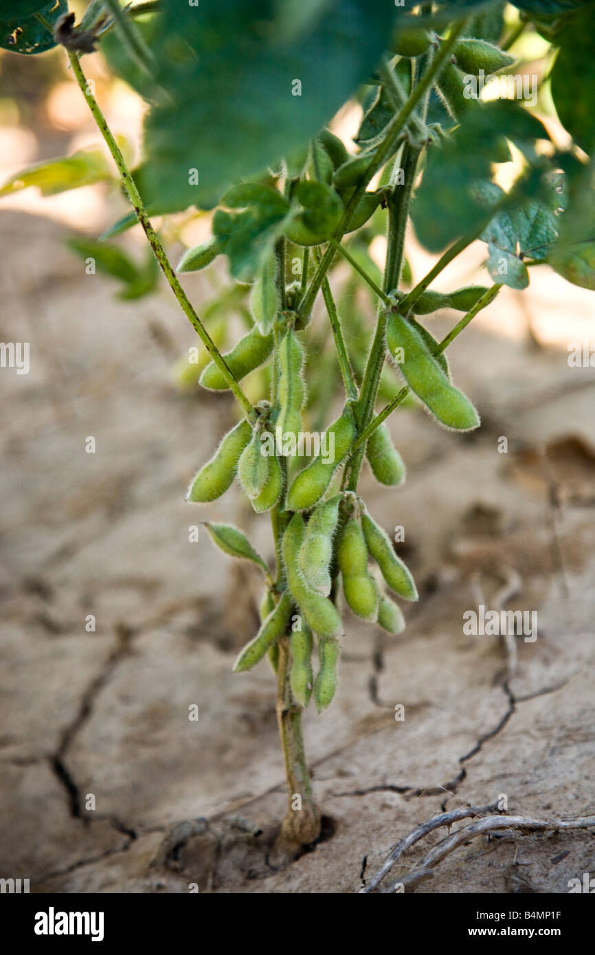 I fagioli di soia in crescita sulla levetta in secco sporco incrinato in Arkansas. Foto Stock