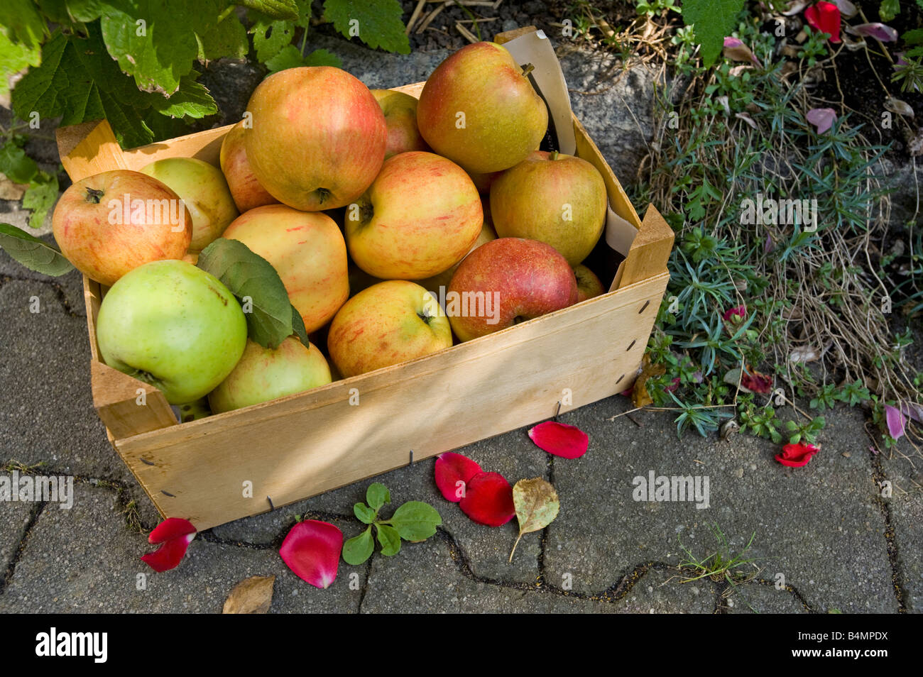 Ancora stilllife autunno raccolto apple la raccolta di mele in una scatola di legno fase raccogliere raccolta verde rosso simbolo ricco frutto di cibo Foto Stock