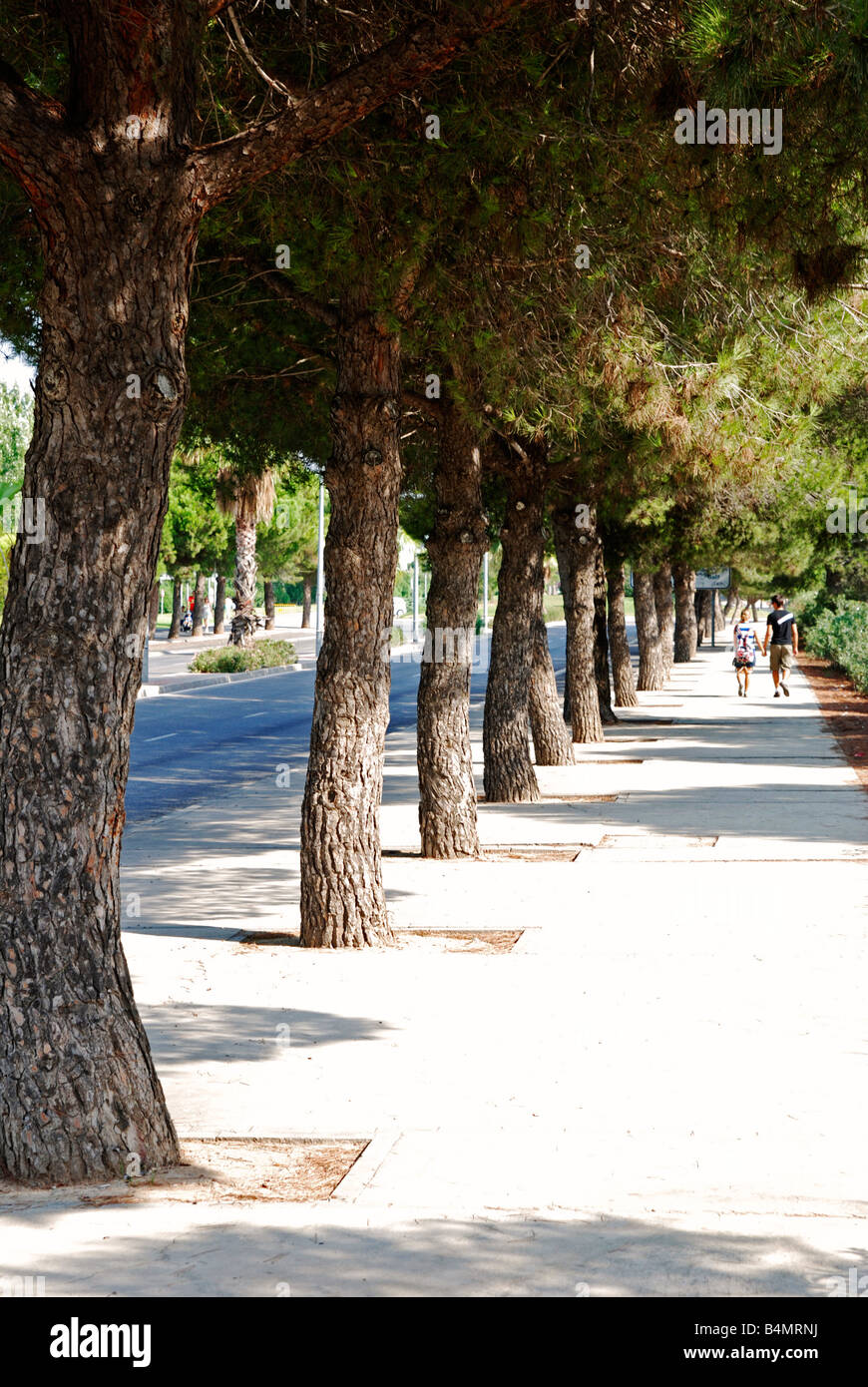 Una fila di alberi di pino sul marciapiede in Salou,Spagna, dà qualche ombra per i pedoni Foto Stock