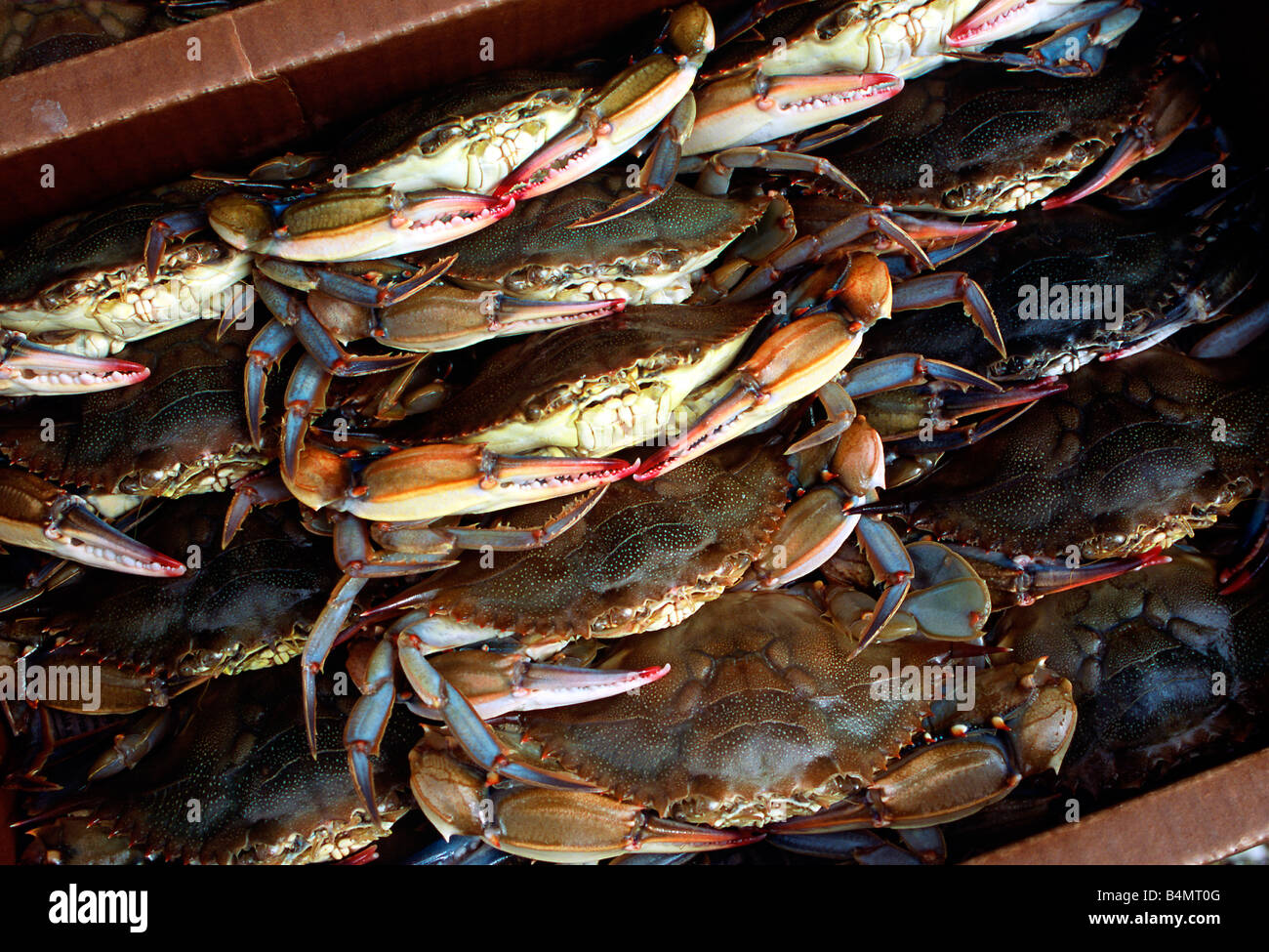 Guscio morbido Chesapeake bay blue crab pranzo per mercato Foto Stock