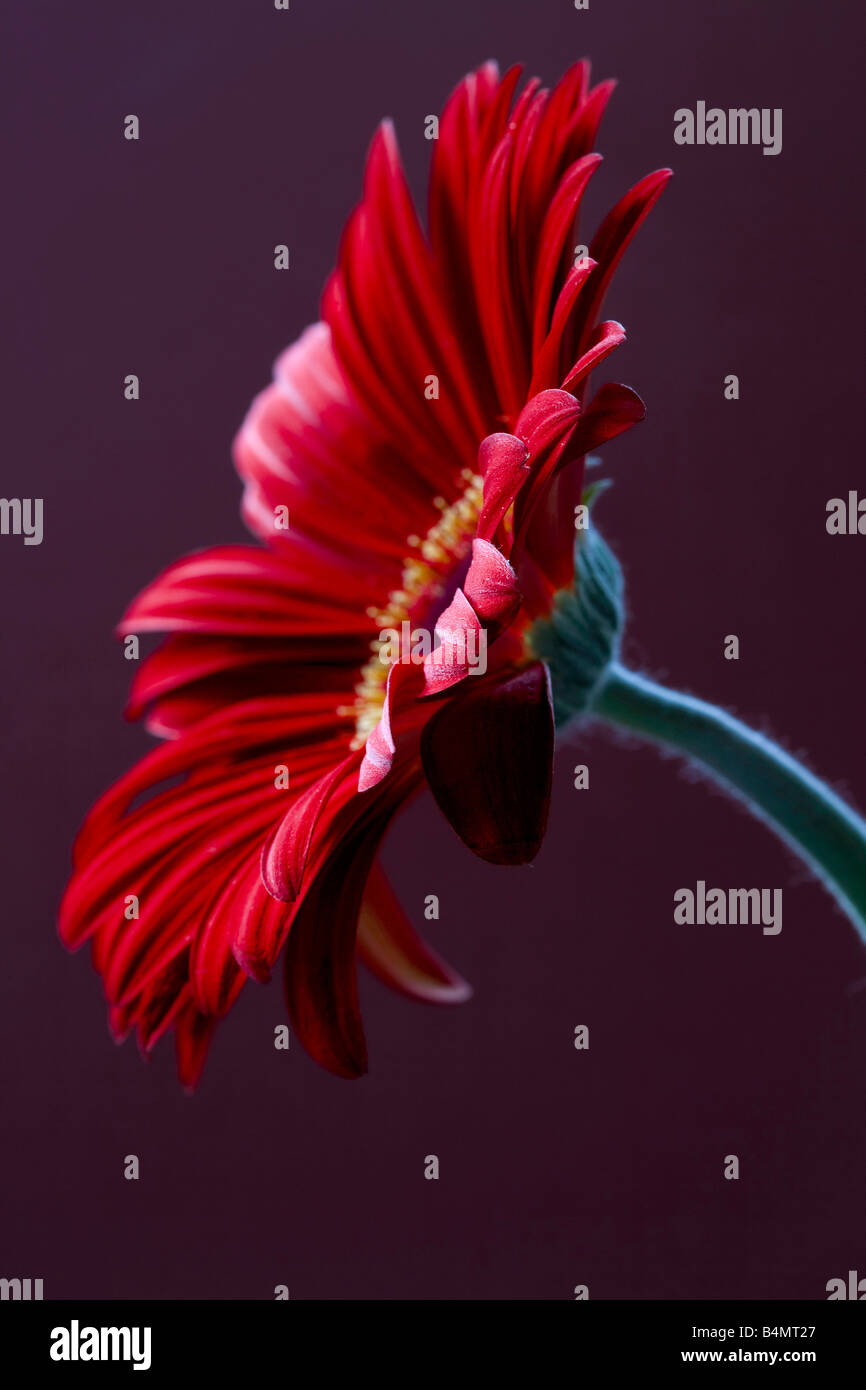 Profondo rosso Gerbera su uno sfondo viola Foto Stock