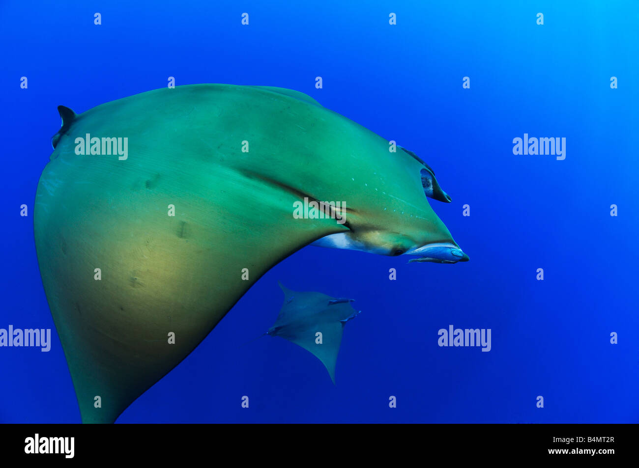 Diavolo ray Pesce diavolo Manta Mobula tarapacana Foto Stock