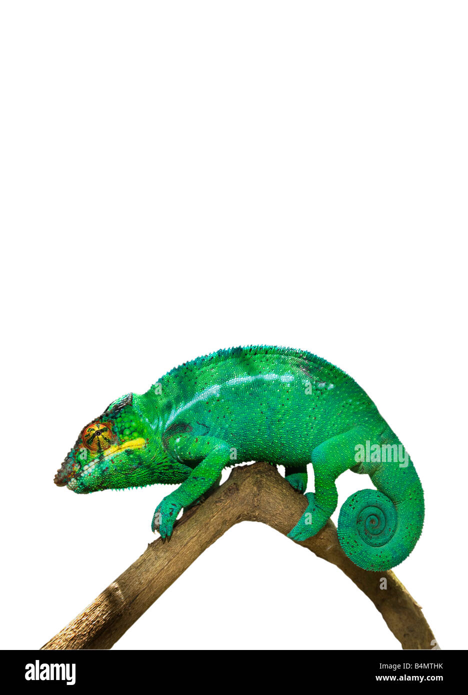 1 un unico verde bianco Madagascar FURCIFER PARDALIS maschio chameleon su sfondo semplice tagliare ritaglio velata madagascar Foto Stock