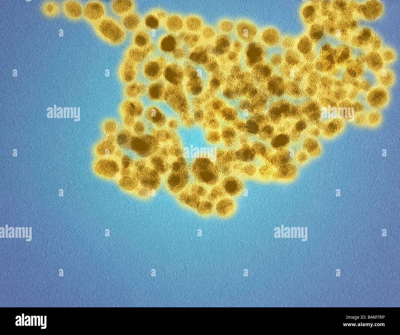 Un'immagine TEM di nanoparticelle di oro di cellule di rivestimento in una superficie di glutatione corona che illustra la dimensione molecolare di nanoparticelle Foto Stock
