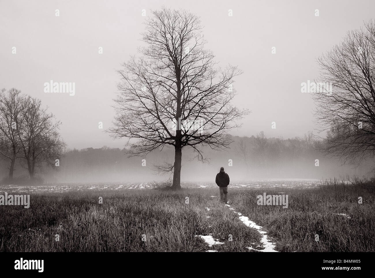 Immagine da sogno di un ombroso uomo a camminare nella nebbia in prossimità di un grande albero Foto Stock