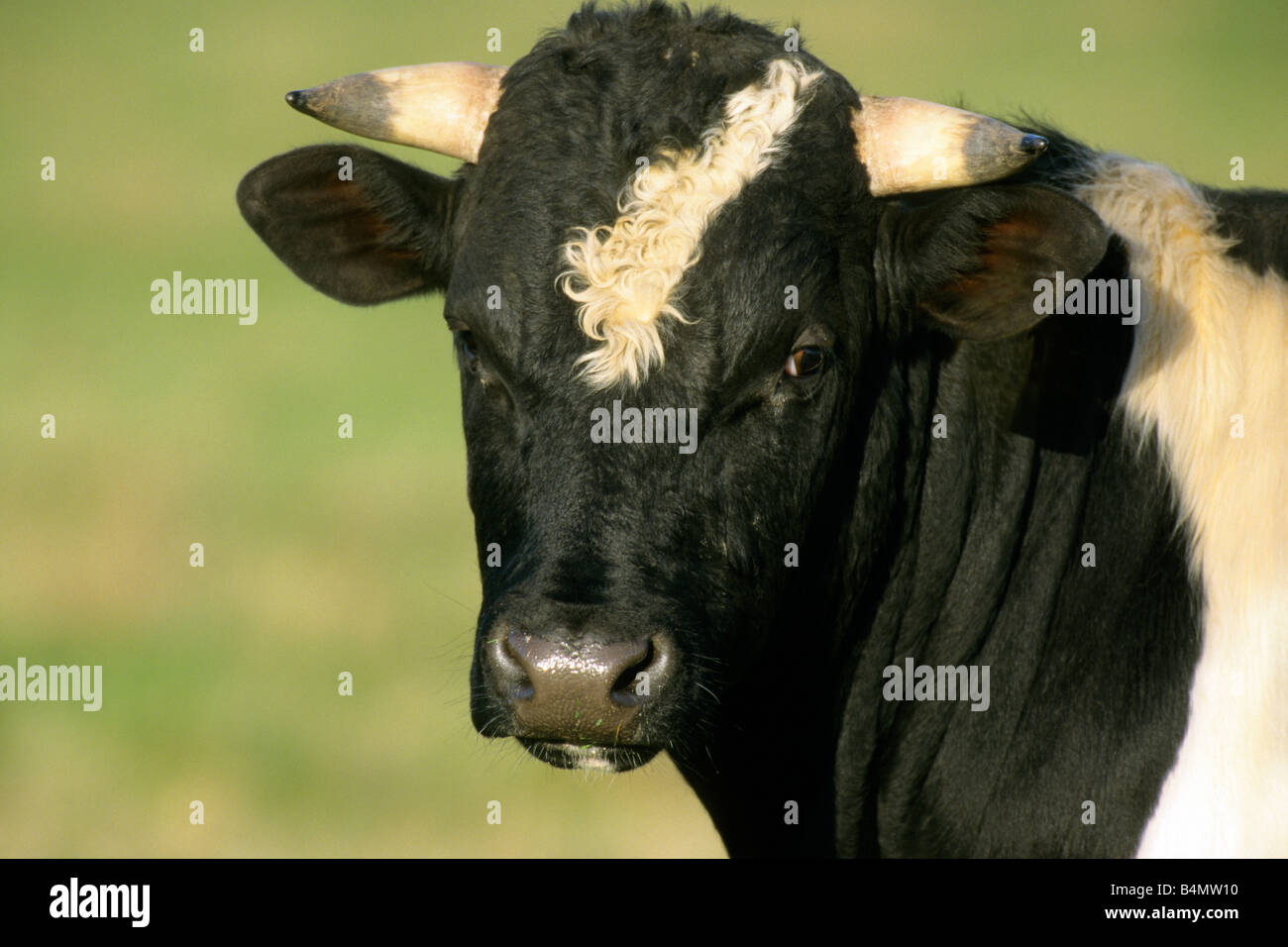 Gli animali domestici della specie bovina (Bos primigenius e Bos taurus); di razza Holstein frisone, il ritratto di un toro Foto Stock