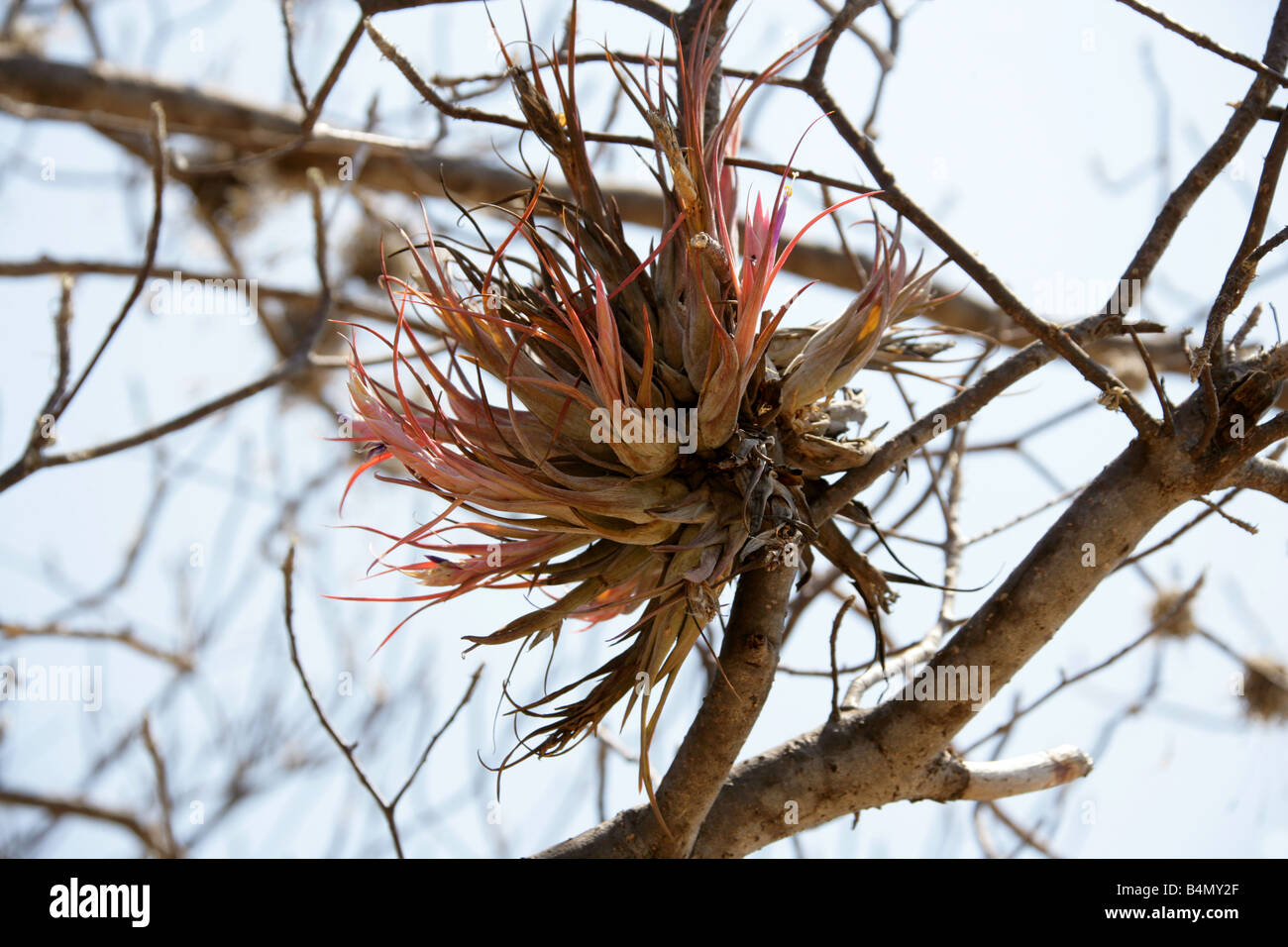 Tillandsia sp. Messicano impianto aria, Sierra Madre, Stato di Oaxaca, Messico Foto Stock