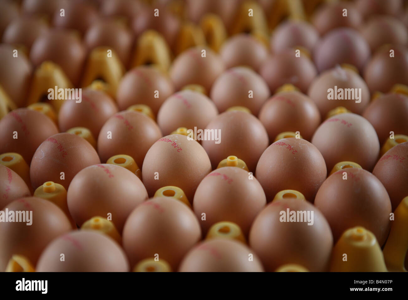 Chickenare mantenuta per produzione di uovo di pollo non sono conservati in elementi di riscontro ma può camminare liberamente massimo 9 polli per metro quadrato sono ammessi Foto Stock