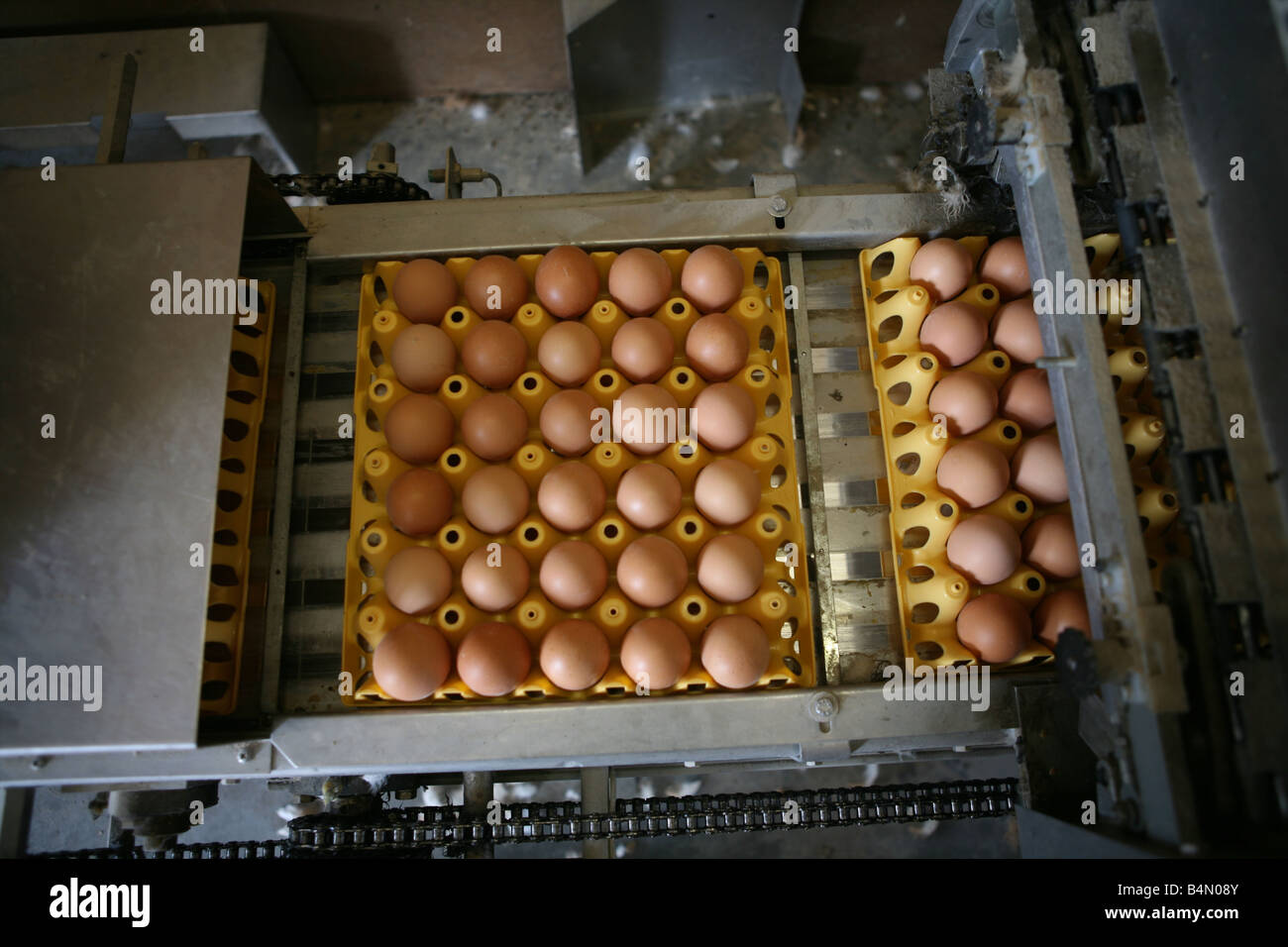 Chickenare mantenuta per produzione di uovo di pollo non sono conservati in elementi di riscontro ma può camminare liberamente massimo 9 polli per metro quadrato sono ammessi Foto Stock