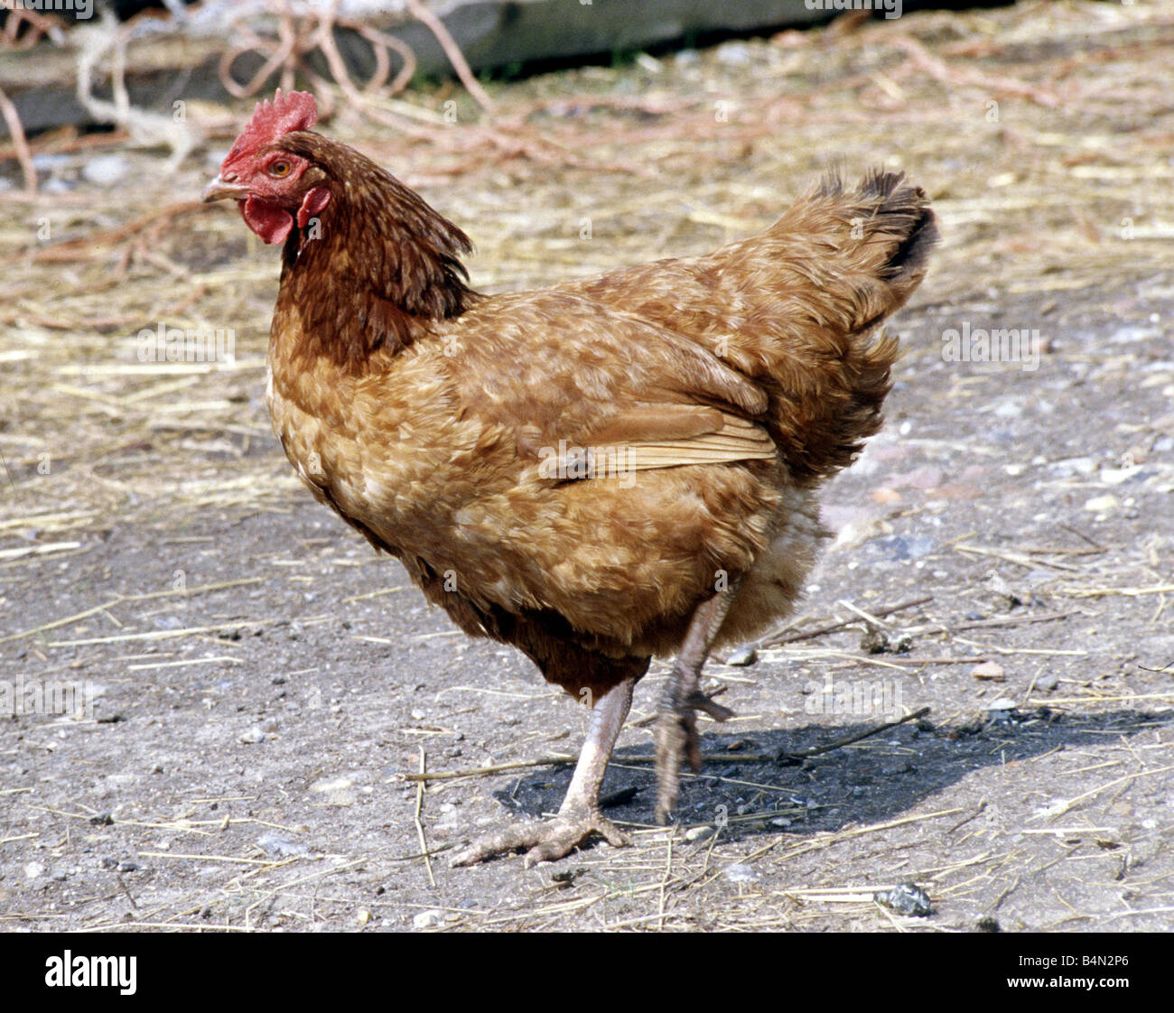 Un plymouth rock pollo su una fattoria Settembre 1979 Foto Stock