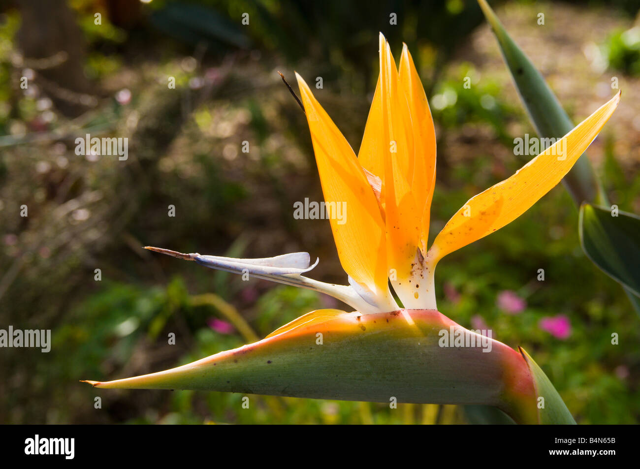 Semi Di Strelitzia - Fiore Uccello Del Paradiso - Sperli 87165, Perenne, Ideale Per Giardini D'inverno