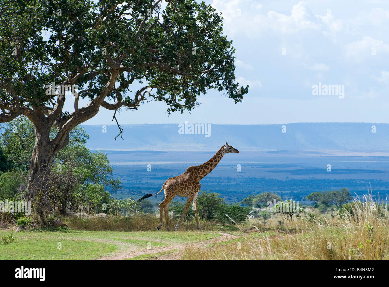 Tanzania Serengeti National Park il fiume Mara area una giraffa camelopardalis giraffa Foto Stock