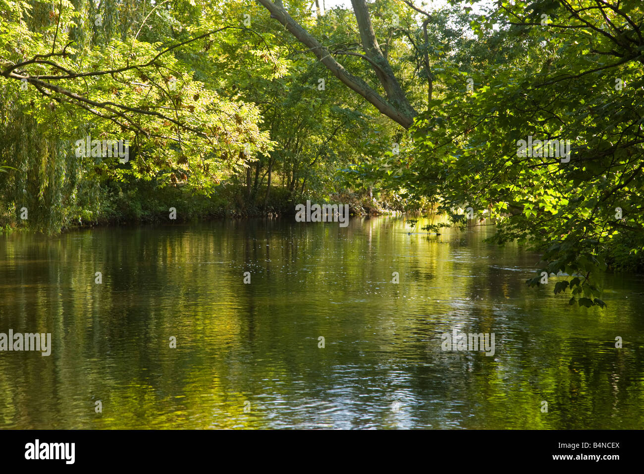 Una tarda estate scena di alberi a sbalzo, rami e riflessi nel fiume Colne nella zona ovest di Londra Foto Stock