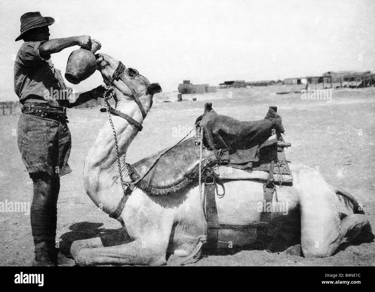 La Prima Guerra Mondiale Anzac Australian Camel Corps soldato dando il suo cammello una bevanda di acqua da un vaso chattu 1916 Foto Stock